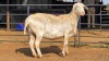 1 X VAN ROY F TODAH PTY LTD