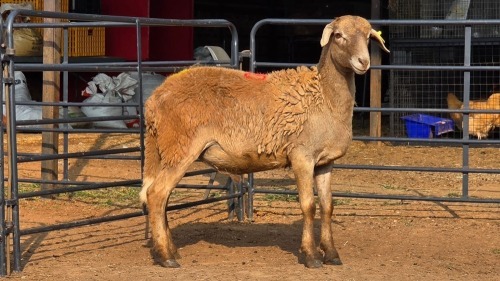 1 X MEATMASTER M TODAH PTY LTD