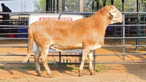 1 X MEATMASTER M TODAH PTY LTD