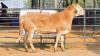 1 X MEATMASTER M TODAH PTY LTD