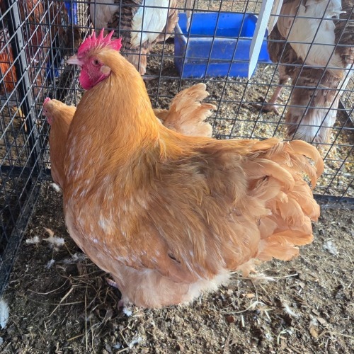 2 X BUFF ORPINGTON M+F TIEGERPOORT (Per animal to take the lot)
