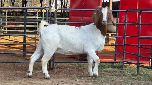 1 X BOER GOAT F VILJOEN LIVESTOCK TRADING