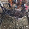 2 X CHOCOLATE ORPINGTON M+F TIEGERPOORT (Per animal to take the lot)