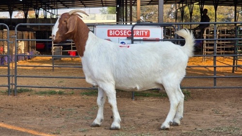1 X BOER GOAT F VILJOEN LIVESTOCK TRADING