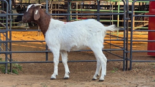 1 X BOER GOAT F VILJOEN LIVESTOCK TRADING