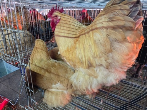 3 X BUFF ORPINGTON M+F O. OOSTHUIZEN (Per animal to take the lot)