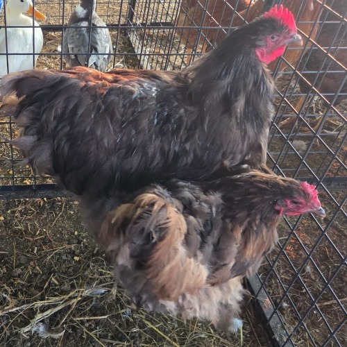 2 X CHOCOLATE ORPINGTON M+F TIEGERPOORT (Per animal to take the lot)