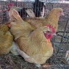 3 X BUFF ORPINGTON M+F O. OOSTHUIZEN (Per animal to take the lot)