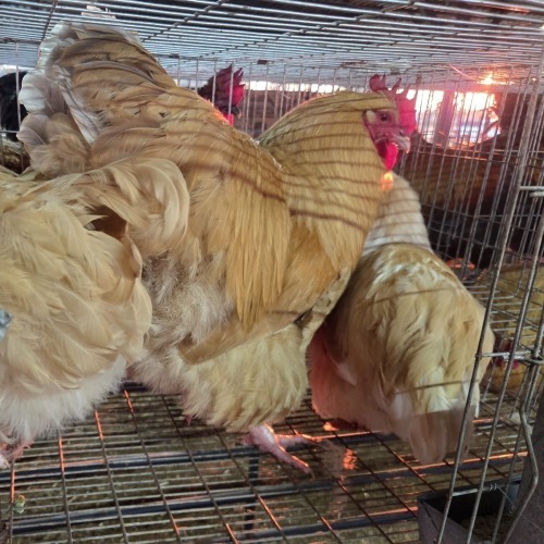 3 X BUFF ORPINGTON M+F O. OOSTHUIZEN (Per animal to take the lot)