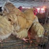 3 X BUFF ORPINGTON M+F O. OOSTHUIZEN (Per animal to take the lot)