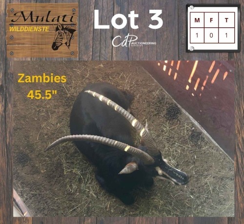 1X Swartwitpens M:1 Zambies 45.5"