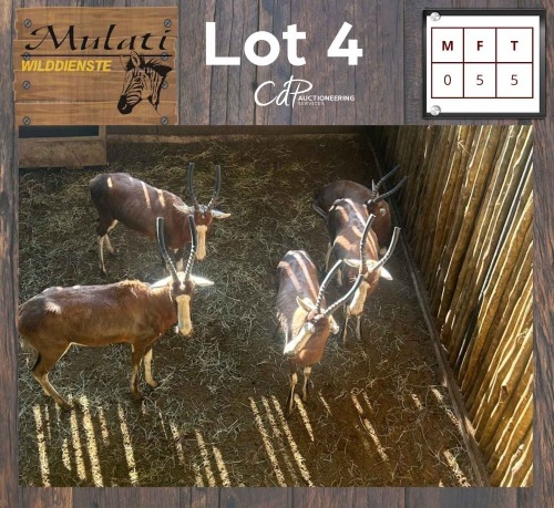 5X Blesbok V/F:5 (Per Piece to take the lot/Per stuk om lot te neem)