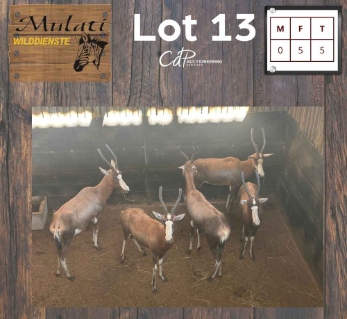 5X Blesbok V/F:5 (Per Piece to take the lot/Per stuk om lot te neem)