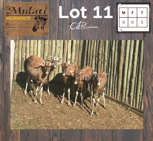 5X Blesbok (Per Piece to take the lot/Per stuk om lot te neem)