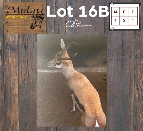 1X Springbok M:1