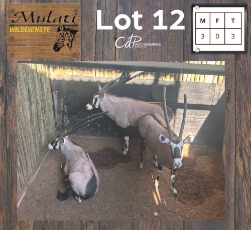 3X Gemsbok M:3 (Per Piece to take the lot/Per stuk om lot te neem)