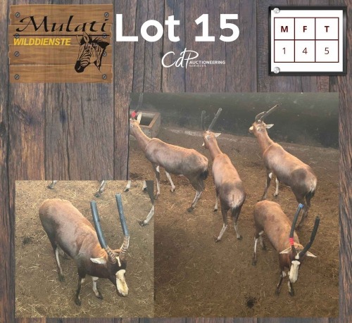 5X Blesbok M:1 V/F:4 (Per Piece to take the lot/Per stuk om lot te neem)
