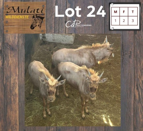 3X Goue Wildebees M:1 V/F:2 (Per Piece to take the lot/Per stuk om lot te neem)