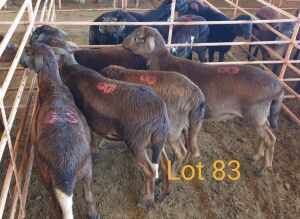 LOT 83 4X MEATMASTER OOI/EWE OSVLEY MEATMASTERS (PER STUK OM LOT TE NEEM/PER PIECE TO TAKE THE LOT)