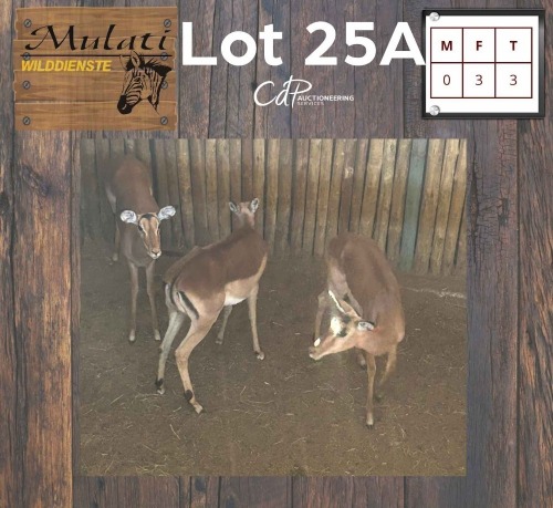 3X Rooibok V/F:3 (Per Piece to take the lot/Per stuk om lot te neem)