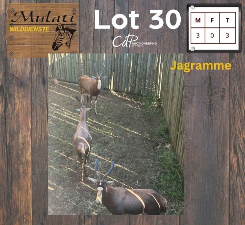 3X Blesbok M:3 (Per Piece to take the lot/Per stuk om lot te neem)