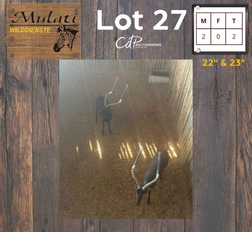 2X Swart Rooibok M:2 (Per Piece to take the lot/Per stuk om lot te neem)