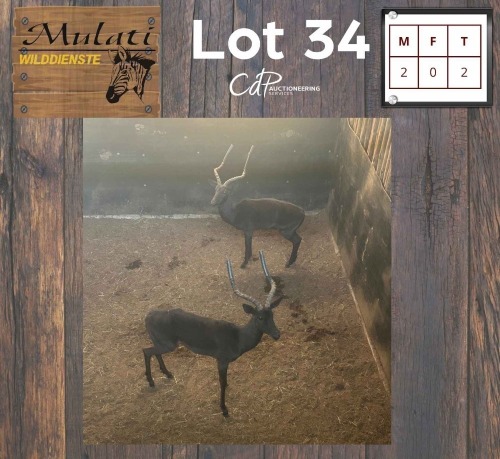 2X Swart Rooibok M:2 (Per Piece to take the lot/Per stuk om lot te neem)