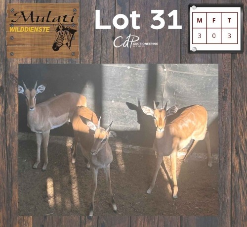3X Rooibok M:3 (Per Piece to take the lot/Per stuk om lot te neem)