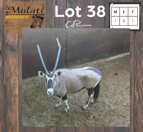 1X Gemsbok M:1