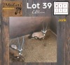 2X Gemsbok M:2 (Per Piece to take the lot/Per stuk om lot te neem)