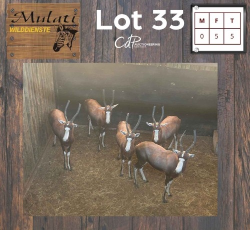 5X Blesbok V/F:5 (Per Piece to take the lot/Per stuk om lot te neem)