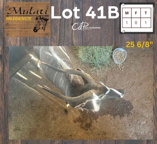 1X Njala M:1 25 6/8"