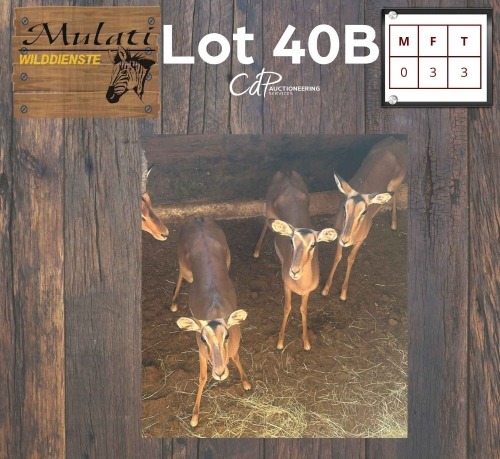 3X Rooibok V/F:3 (Per Piece to take the lot/Per stuk om lot te neem)