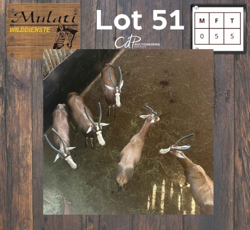 5X Blesbok V/F:5 (Per Piece to take the lot/Per stuk om lot te neem)