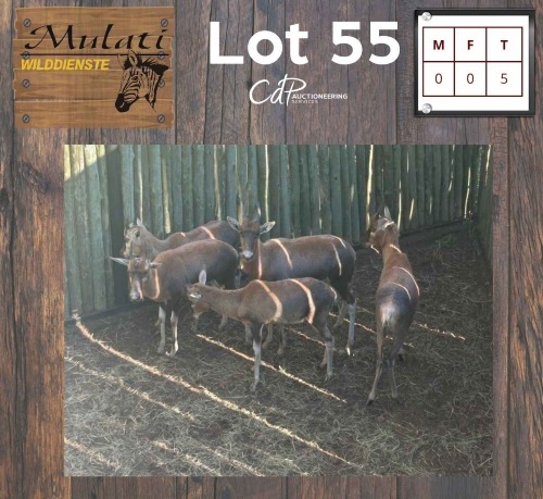 5X Blesbok (Per Piece to take the lot/Per stuk om lot te neem)