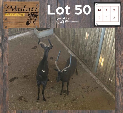 2X Swart Rooibok M:2 (Per Piece to take the lot/Per stuk om lot te neem)