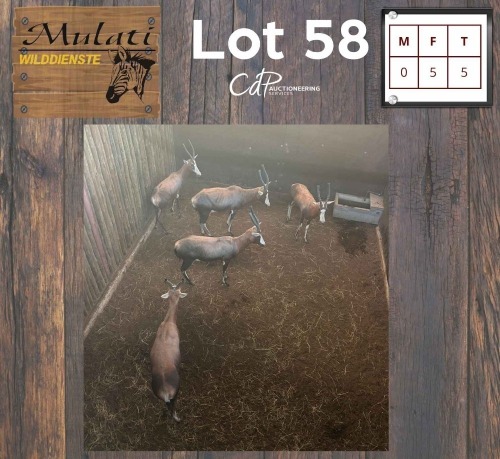 5X Blesbok V/F:5 (Per Piece to take the lot/Per stuk om lot te neem)