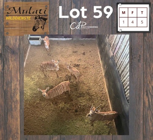 5X Njala M:1 V/F:4 (Per Piece to take the lot/Per stuk om lot te neem)