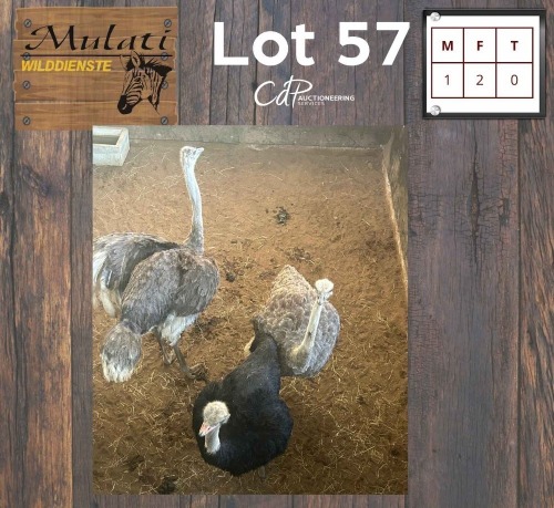3X Volstruis M:1 V/F:2 (Per Piece to take the lot/Per stuk om lot te neem)