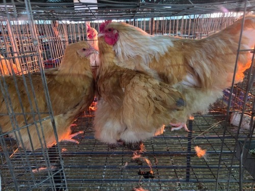 3 X BUFF ORPINGTON M+F O. OOSTHUIZEN (Per animal to take the lot)
