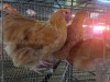 3 X BUFF ORPINGTON M+F O. OOSTHUIZEN (Per animal to take the lot)