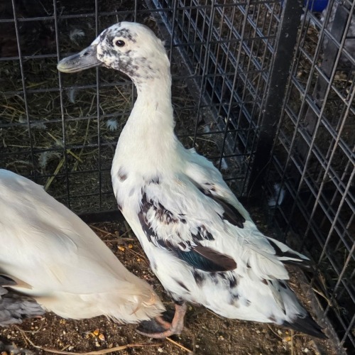 1 X DUCK ? DE BEER BOERDERY