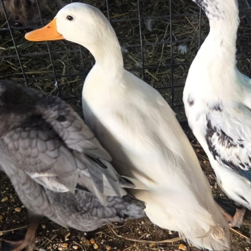 1 X QUACKERS M DE BEER BOERDERY