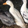 1 X QUACKERS M DE BEER BOERDERY