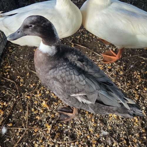 1 X DUCK ? DE BEER BOERDERY