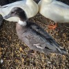 1 X DUCK ? DE BEER BOERDERY