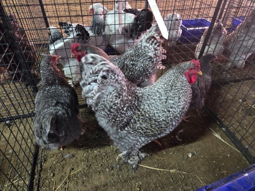 4 X KOEKOEK BRAHMA M+F F.BONESCHANS (Per animal to take the lot)