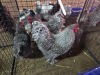 4 X KOEKOEK BRAHMA M+F F.BONESCHANS (Per animal to take the lot)