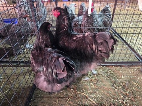 2 X BRAHMA ? F.BONESCHANS (Per animal to take the lot)