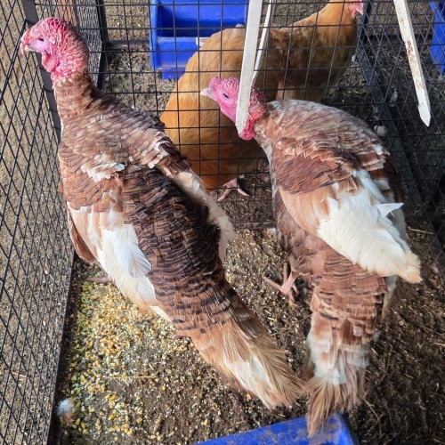 1 X RED BOURBON TURKEY M DE BEER BOERDERY
